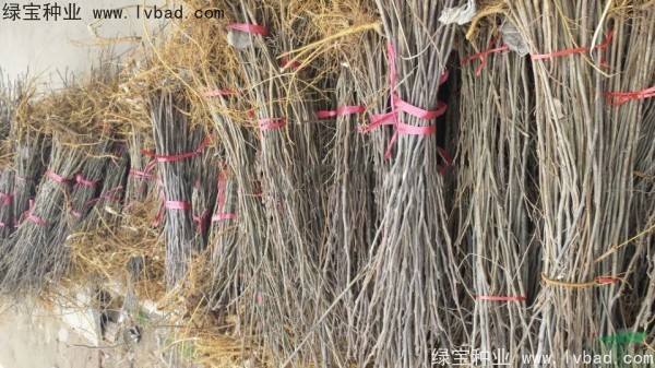 <a href='http://m.wuzhouwash.com/linmuzhongzi/1714.html' target='_blank'>構(gòu)樹種子</a>