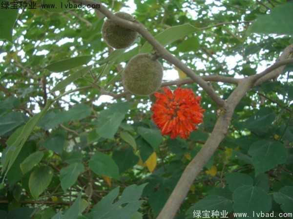 構(gòu)樹種子