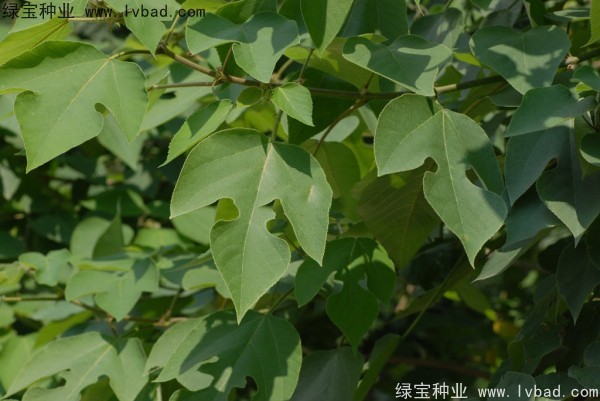 構(gòu)樹種子