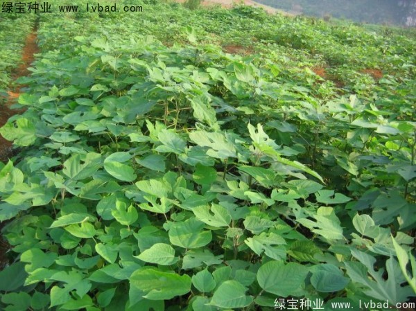 構(gòu)樹種子