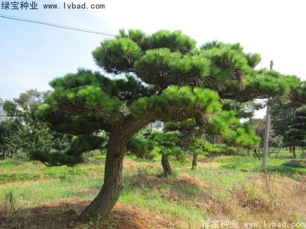 <a href='http://m.wuzhouwash.com/linmuzhongzi/1716.html' target='_blank'>黑松種子</a>