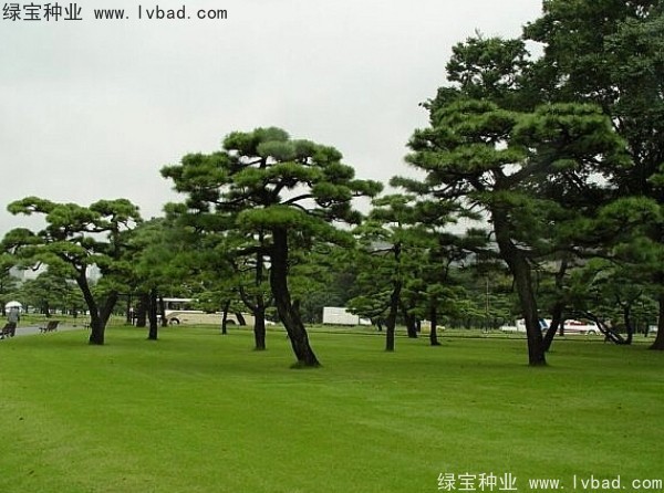 <a href='http://m.wuzhouwash.com/linmuzhongzi/1716.html' target='_blank'>黑松種子</a>