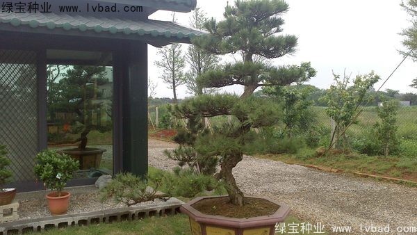 <a href='http://m.wuzhouwash.com/linmuzhongzi/1716.html' target='_blank'>黑松</a><a href='http://m.wuzhouwash.com/' target='_blank'>種子</a>