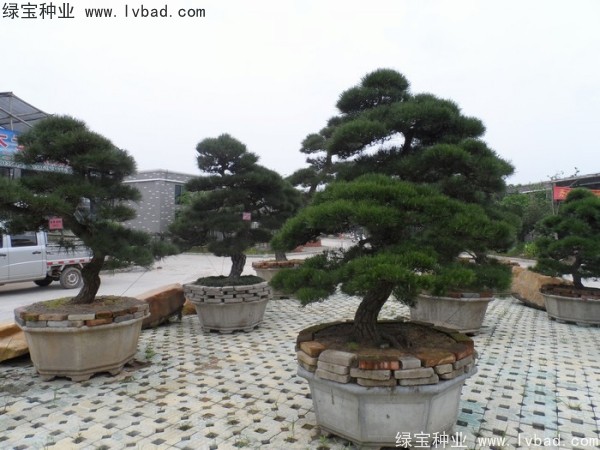 <a href='http://m.wuzhouwash.com/linmuzhongzi/1716.html' target='_blank'>黑松種子</a>