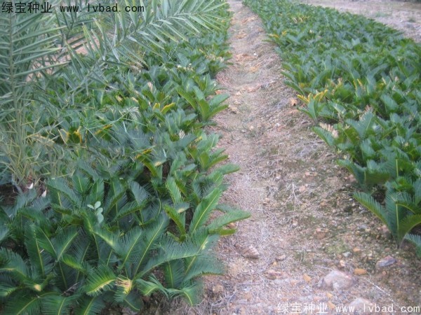 <a href='http://m.wuzhouwash.com/linmuzhongzi/1717.html' target='_blank'>鐵樹種子</a>