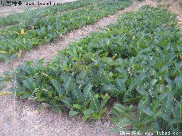 <a href='http://m.wuzhouwash.com/linmuzhongzi/1717.html' target='_blank'>鐵樹種子</a>