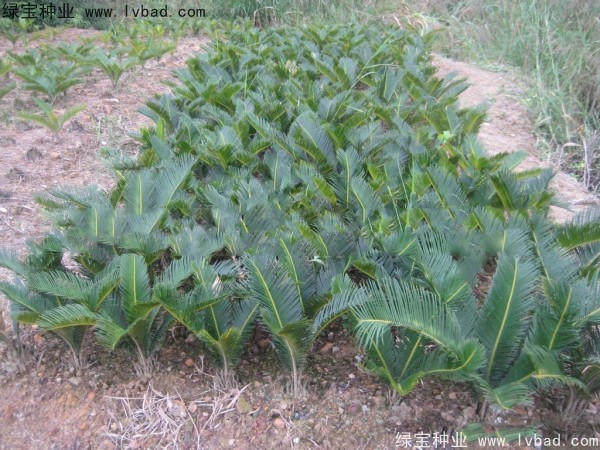 <a href='http://m.wuzhouwash.com/linmuzhongzi/1717.html' target='_blank'>鐵樹</a><a href='http://m.wuzhouwash.com/' target='_blank'>種子</a>