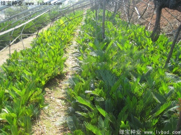 鐵樹種子