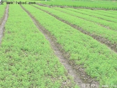 水杉種子