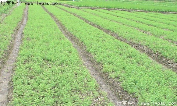 <a href='http://m.wuzhouwash.com/linmuzhongzi/1720.html' target='_blank'>水杉</a><a href='http://m.wuzhouwash.com/' target='_blank'>種子</a>