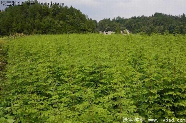 <a href='http://m.wuzhouwash.com/linmuzhongzi/1720.html' target='_blank'>水杉</a><a href='http://m.wuzhouwash.com/' target='_blank'>種子</a>