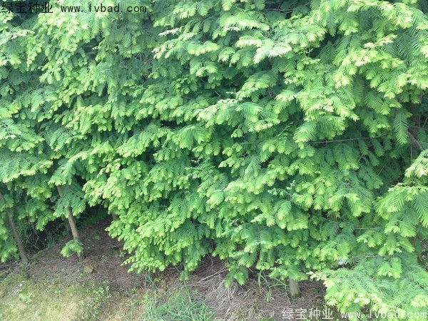 <a href='http://m.wuzhouwash.com/linmuzhongzi/1720.html' target='_blank'>水杉種子</a>