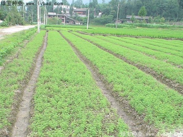 水杉<a href='http://m.wuzhouwash.com/' target='_blank'>種子</a>