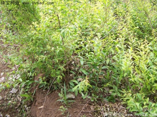 <a href='http://m.wuzhouwash.com/linmuzhongzi/1721.html' target='_blank'>文冠果種子</a>