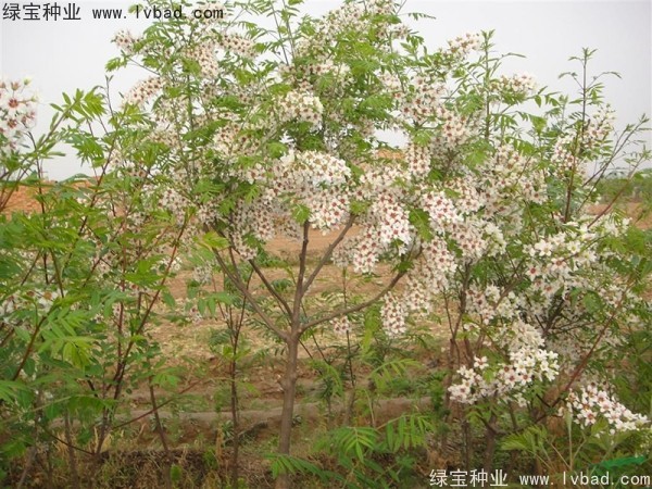 文冠果<a href='http://m.wuzhouwash.com/' target='_blank'>種子</a>