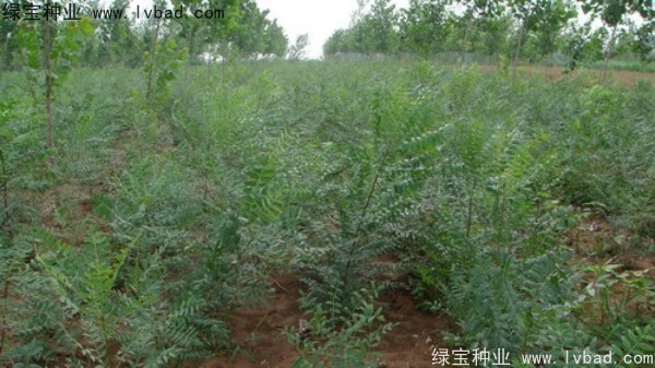 <a href='http://m.wuzhouwash.com/linmuzhongzi/1721.html' target='_blank'>文冠果種子</a>