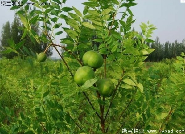 <a href='http://m.wuzhouwash.com/linmuzhongzi/1721.html' target='_blank'>文冠果</a><a href='http://m.wuzhouwash.com/' target='_blank'>種子</a>