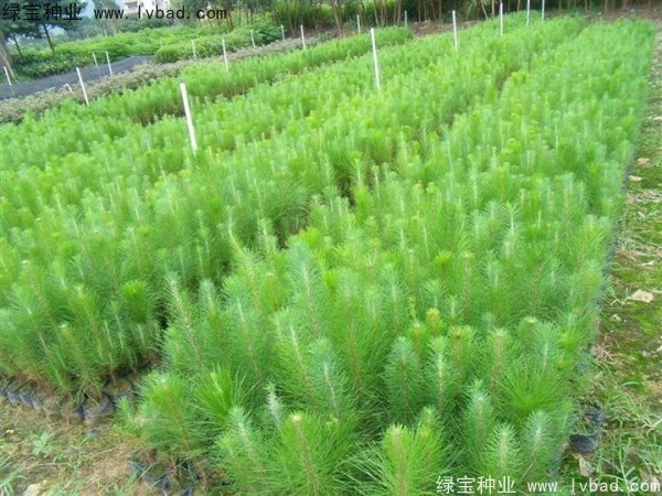 <a href='http://m.wuzhouwash.com/linmuzhongzi/1722.html' target='_blank'>濕地松</a><a href='http://m.wuzhouwash.com/' target='_blank'>種子</a>