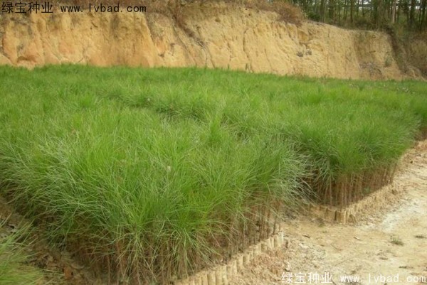 <a href='http://m.wuzhouwash.com/linmuzhongzi/1722.html' target='_blank'>濕地松種子</a>