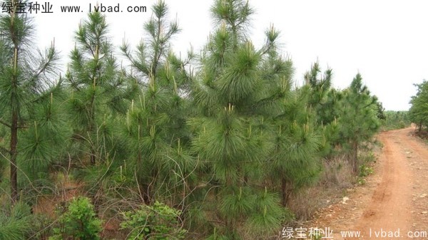 濕地松<a href='http://m.wuzhouwash.com/' target='_blank'>種子</a>