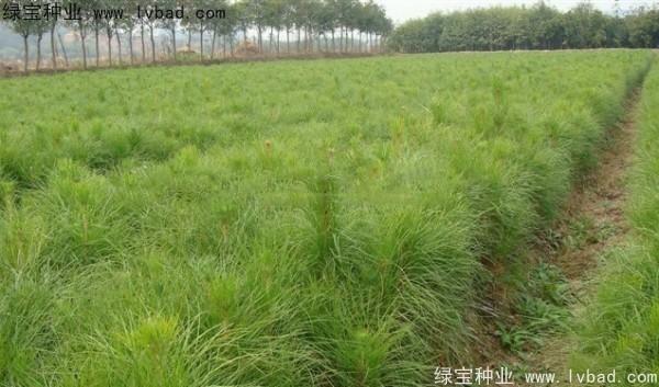 <a href='http://m.wuzhouwash.com/linmuzhongzi/1722.html' target='_blank'>濕地松種子</a>