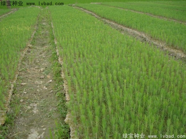 濕地松<a href='http://m.wuzhouwash.com/' target='_blank'>種子</a>