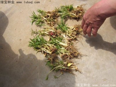 桃樹種子