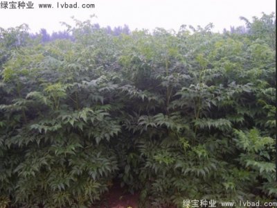 苦楝