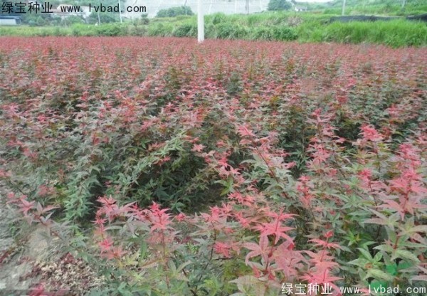 日本<a href='http://m.wuzhouwash.com/linmuzhongzi/1706.html' target='_blank'>紅楓種子</a>