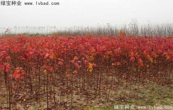 <a href='http://m.wuzhouwash.com/linmuzhongzi/1726.html' target='_blank'>日本紅楓種子</a>