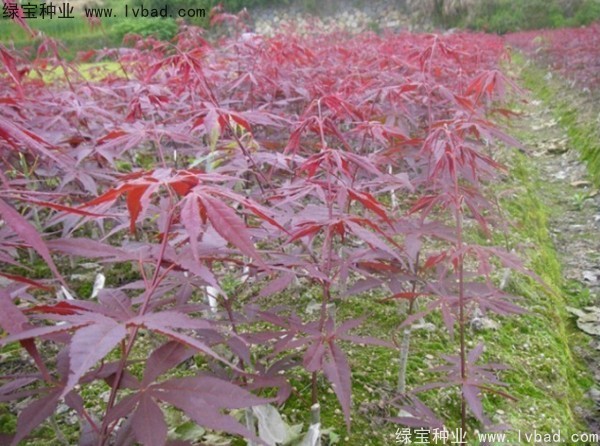 日本<a href='http://m.wuzhouwash.com/linmuzhongzi/1706.html' target='_blank'>紅楓</a><a href='http://m.wuzhouwash.com/' target='_blank'>種子</a>