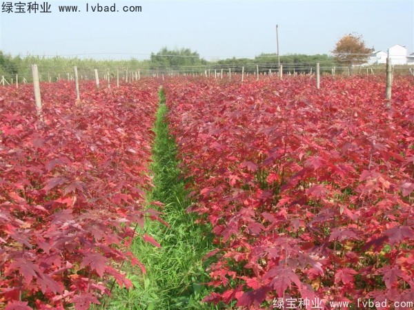 <a href='http://m.wuzhouwash.com/linmuzhongzi/1726.html' target='_blank'>日本紅楓種子</a>