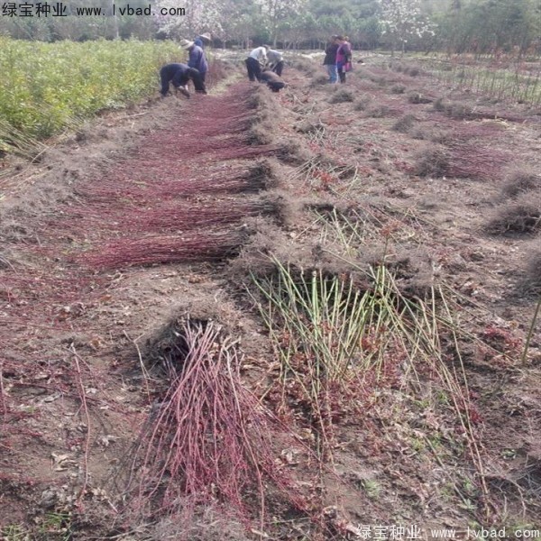 日本<a href='http://m.wuzhouwash.com/linmuzhongzi/1706.html' target='_blank'>紅楓種子</a>