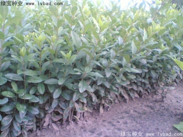 水臘<a href='http://m.wuzhouwash.com/' target='_blank'>種子</a>