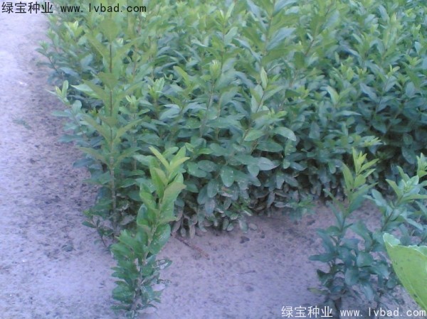 <a href='http://m.wuzhouwash.com/linmuzhongzi/1728.html' target='_blank'>水臘種子</a>