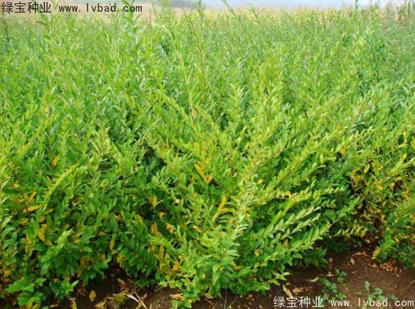 <a href='http://m.wuzhouwash.com/linmuzhongzi/1728.html' target='_blank'>水臘種子</a>