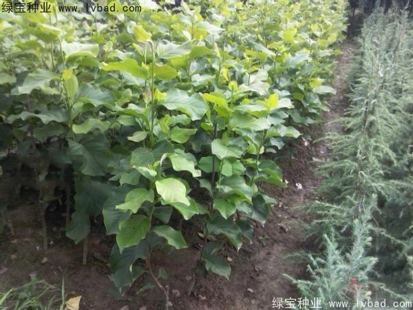 <a href='http://m.wuzhouwash.com/linmuzhongzi/1729.html' target='_blank'>紫玉蘭種子</a>