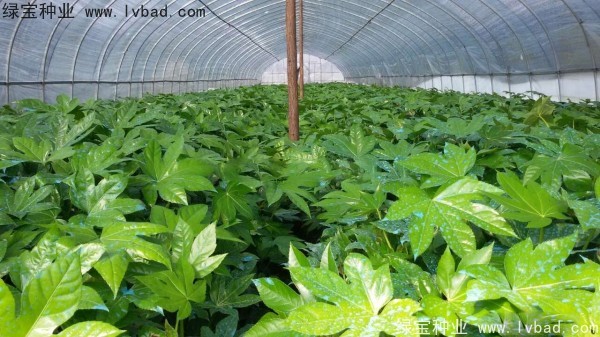 <a href='http://m.wuzhouwash.com/linmuzhongzi/1730.html' target='_blank'>八角金盤種子</a>