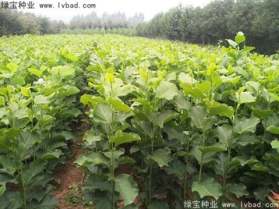 白玉蘭種子