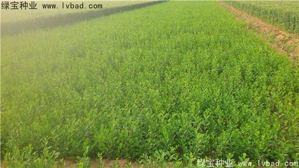 <a href='http://m.wuzhouwash.com/linmuzhongzi/1732.html' target='_blank'>水蠟種子</a>