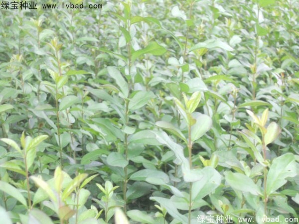 <a href='http://m.wuzhouwash.com/linmuzhongzi/1732.html' target='_blank'>水蠟種子</a>