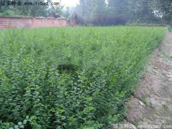 <a href='http://m.wuzhouwash.com/linmuzhongzi/1732.html' target='_blank'>水蠟種子</a>