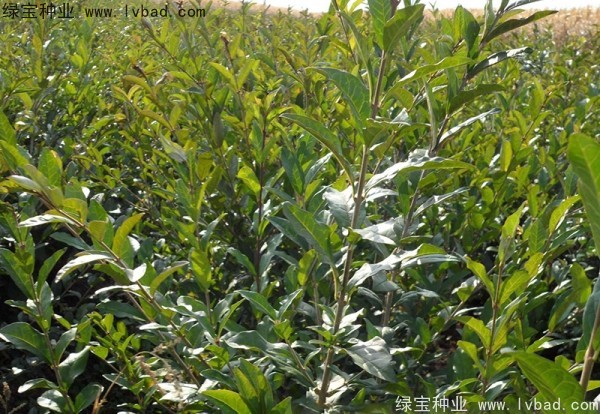 <a href='http://m.wuzhouwash.com/linmuzhongzi/1732.html' target='_blank'>水蠟</a><a href='http://m.wuzhouwash.com/' target='_blank'>種子</a>