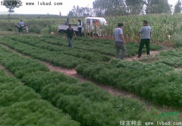 油松<a href='http://m.wuzhouwash.com/' target='_blank'>種子</a>