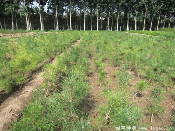 <a href='http://m.wuzhouwash.com/linmuzhongzi/1733.html' target='_blank'>油松種子</a>
