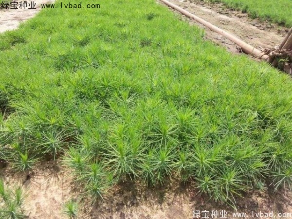 <a href='http://m.wuzhouwash.com/linmuzhongzi/1733.html' target='_blank'>油松</a><a href='http://m.wuzhouwash.com/' target='_blank'>種子</a>