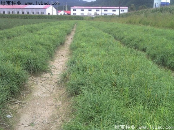 油松<a href='http://m.wuzhouwash.com/' target='_blank'>種子</a>