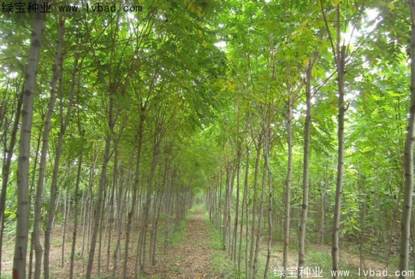 <a href='http://m.wuzhouwash.com/linmuzhongzi/1734.html' target='_blank'>紅花槐種子</a>