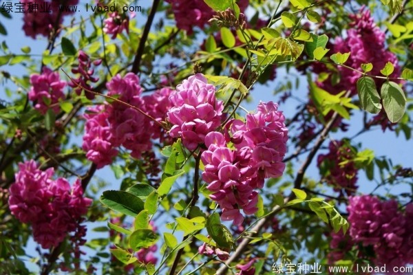 <a href='http://m.wuzhouwash.com/yaocaizhongzi/2335.html' target='_blank'>紅花</a>槐<a href='http://m.wuzhouwash.com/' target='_blank'>種子</a>