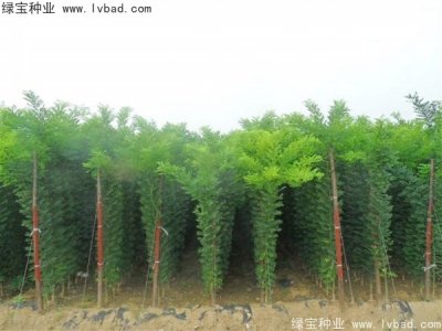 紅花槐種子